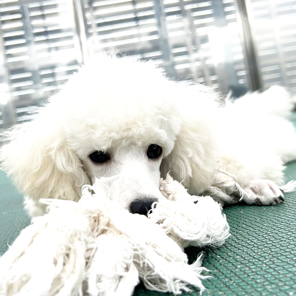 生徒が撮影したモデル犬の写真♪②